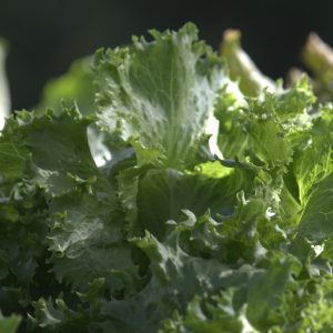 Bunchy Lettuce