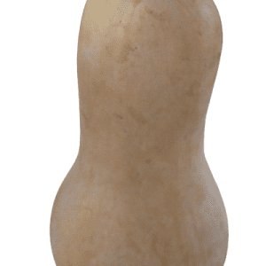 Butter Nut Squash