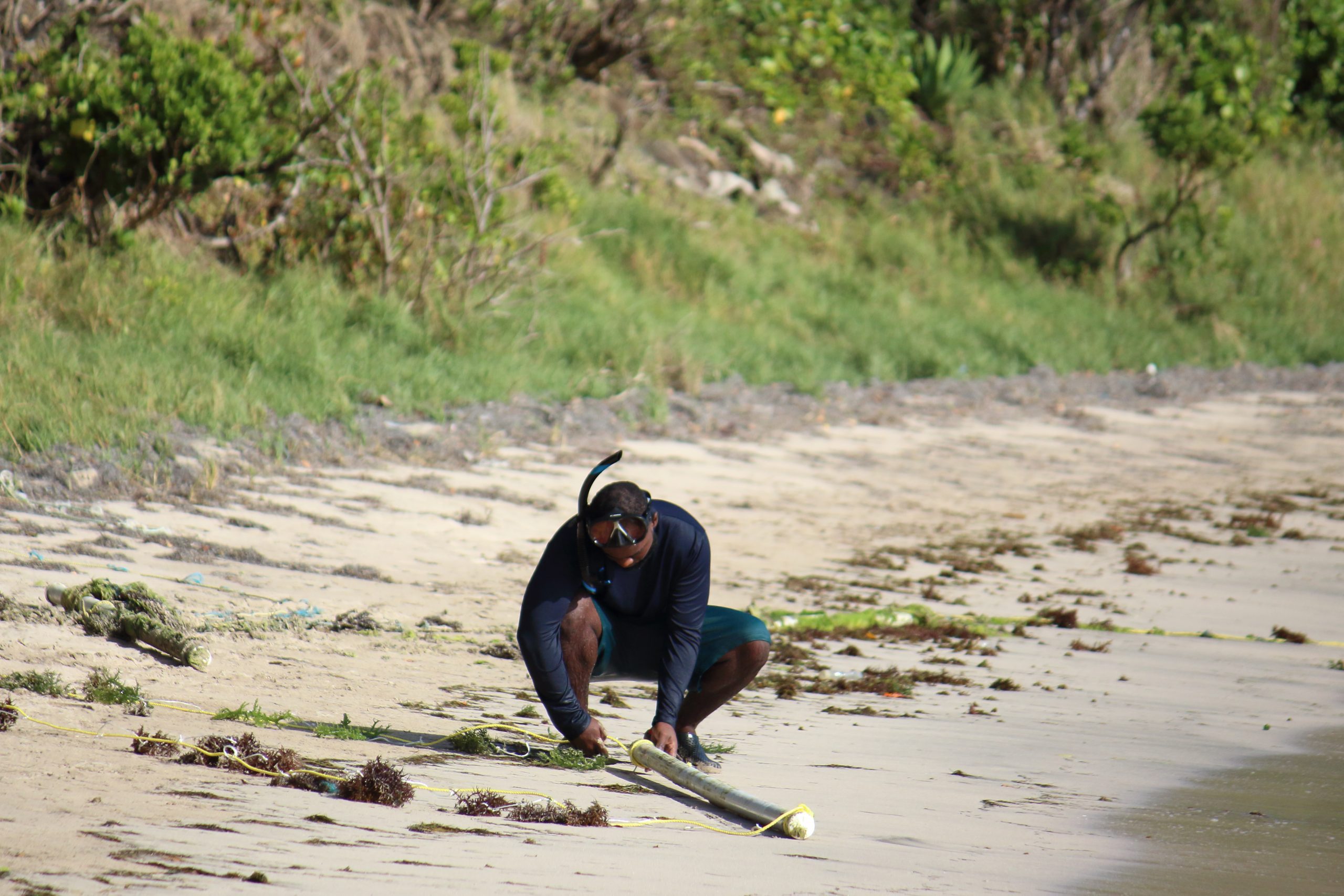 Climate Change & Sea Moss Farming: What the Caribbean Needs to Understand