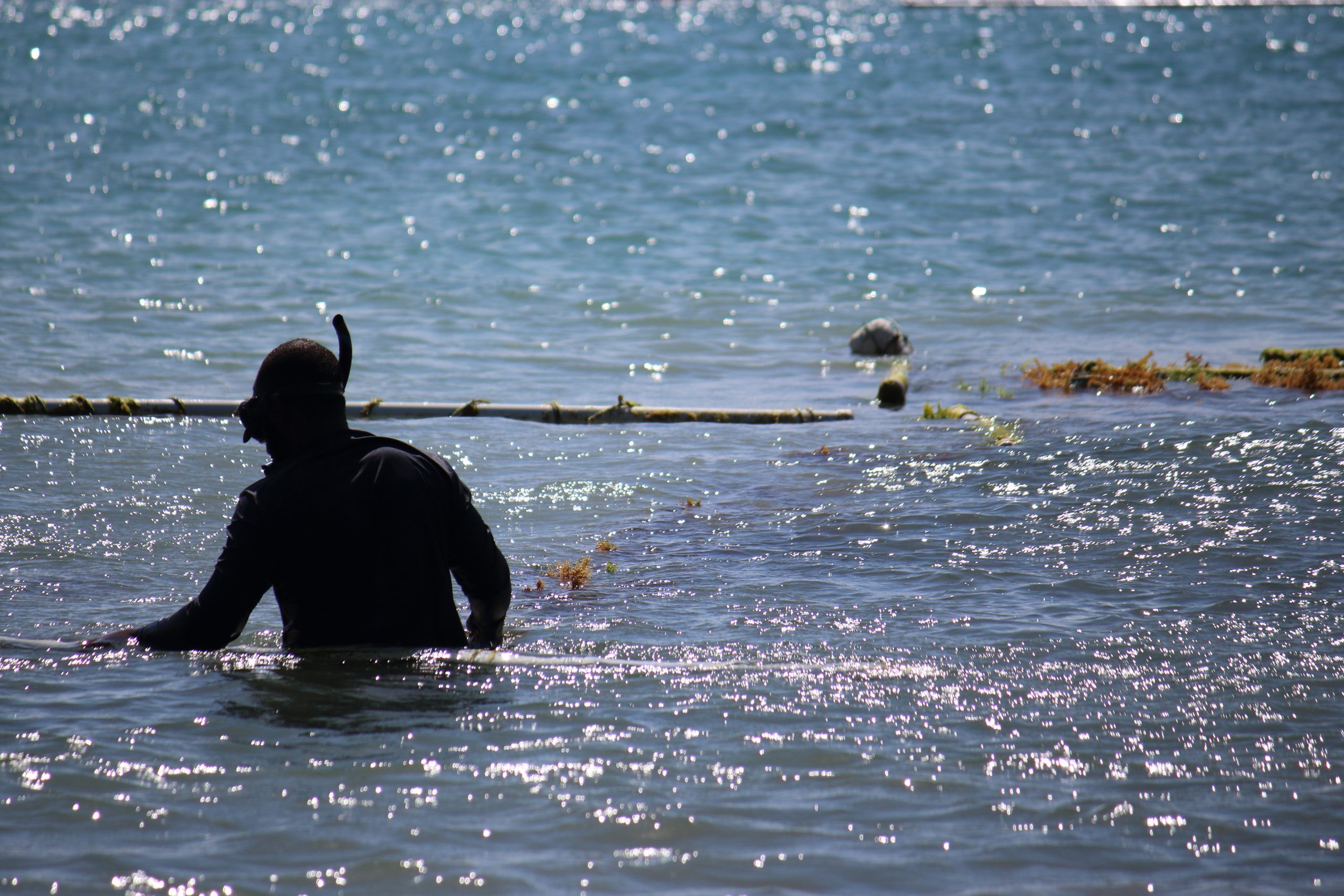 10 Common Mistakes Sea Moss Farmers Make (Caribbean Context)